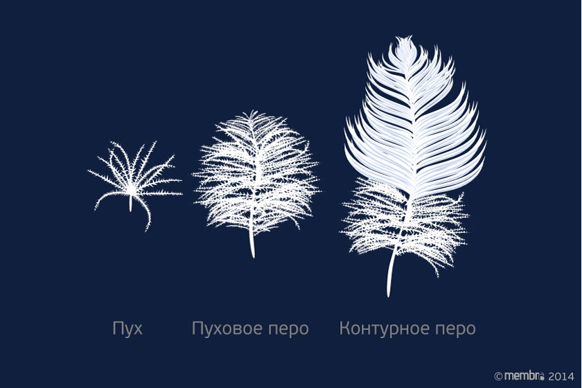 Строение пуха и пера Строение пуха и пера