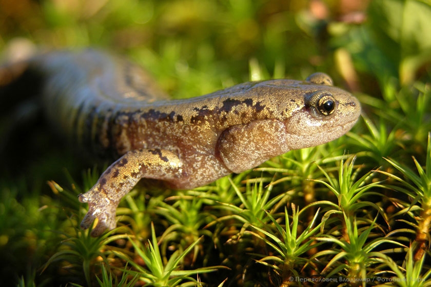 Сибирский углозуб Сибирский углозуб
