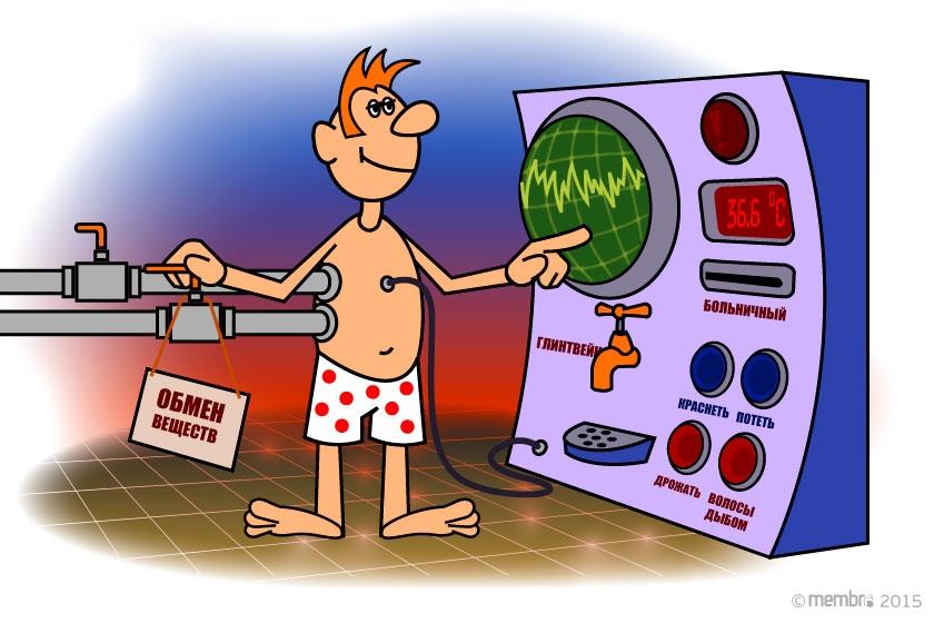 Теплообмен человека Теплообмен человека