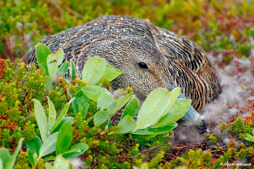 Самка гаги в гнезде Самка гаги в гнезде