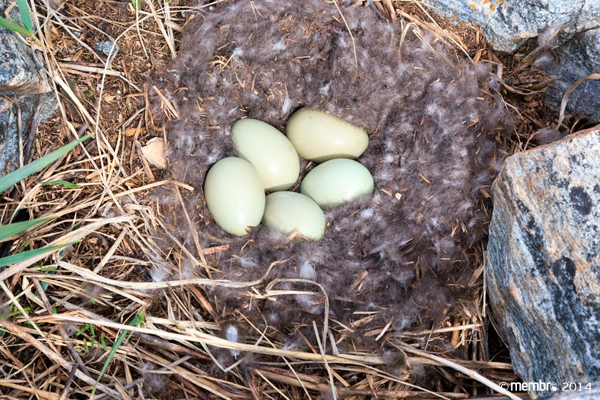 Гнездо гаги Гнездо гаги