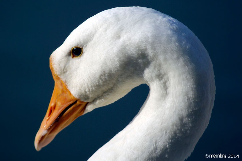 Гусь — друг человека Гусь — друг человека