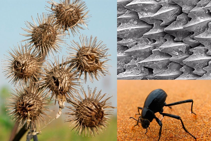 Колючки репейника, кожа акулы под микроскопом и жук из пустыни Намиб Колючки репейника, кожа акулы под микроскопом и жук из пустыни Намиб