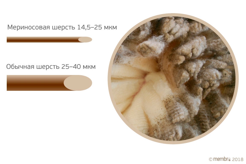 Мериносовая шерсть и толщина ее волоса по сравнению с обычной шерстью Мериносовая шерсть и толщина ее волоса по сравнению с обычной шерстью