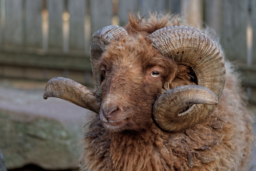 Баран © Jan Eufinger Баран © Jan Eufinger